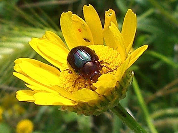 Chrysomelidae
